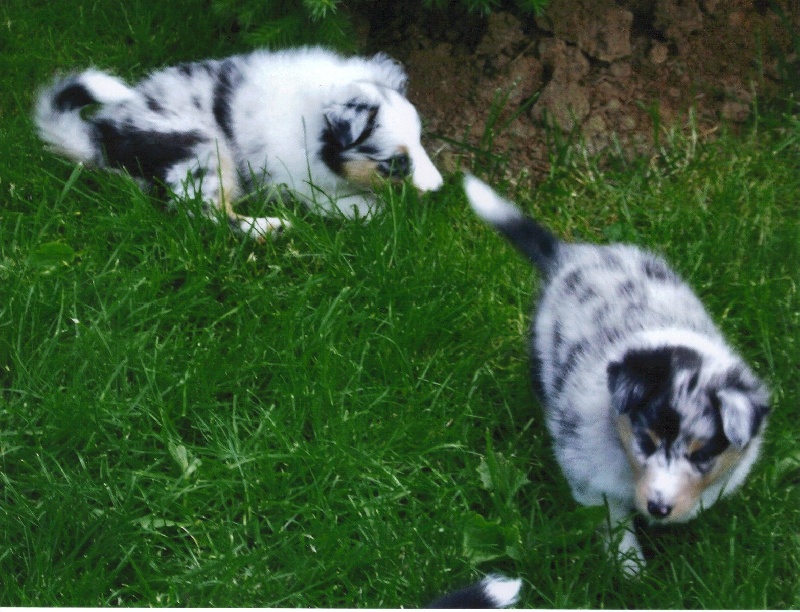 chiot Shetland Sheepdog de l'inoubliable chemin