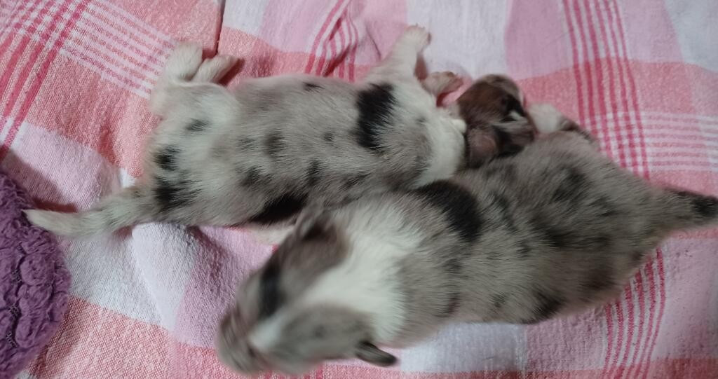 nos bebes 2026