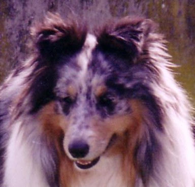 chiens à l'élevage
