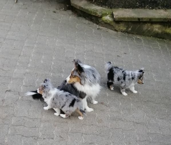 de l'inoubliable chemin - Shetland Sheepdog - Portée née le 24/01/2019